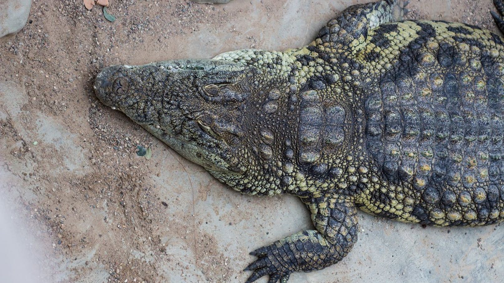 Auch die Schnauzenform verrät ob es sich um ein Krokodil oder einen Alligator handelt - <strong>hat die Schnauze eine "V"-Form? Krokodil</strong> - wie am Bild!