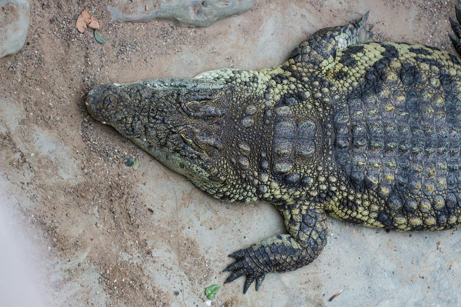 Auch die Schnauzenform verrät ob es sich um ein Krokodil oder einen Alligator handelt - <strong>hat die Schnauze eine "V"-Form? Krokodil</strong> - wie am Bild!