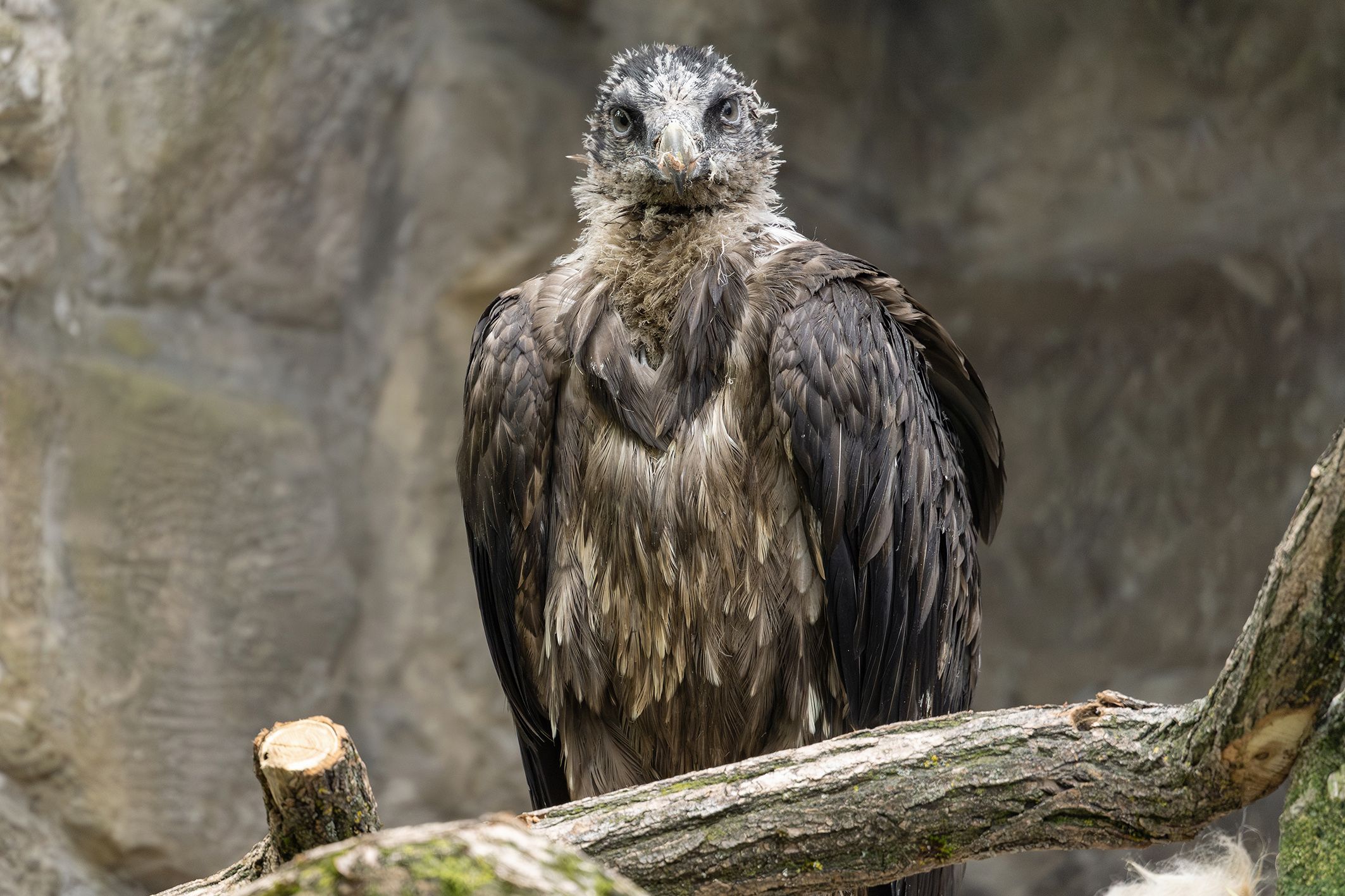 Die beiden Tiere stammen aus der Eulen- und Greifvogelstation Haringsee.