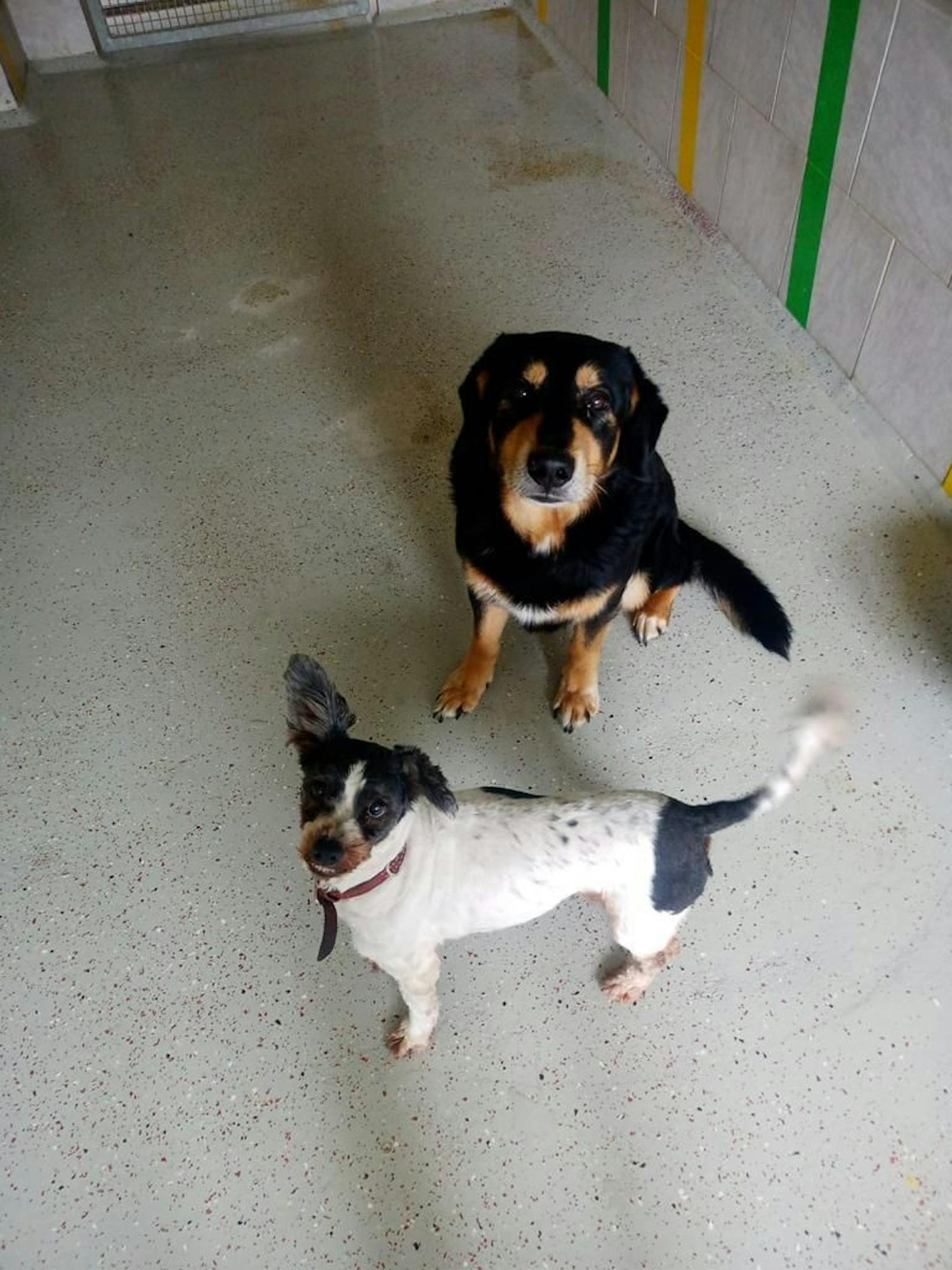 Diese zwei Hunde wurden gerettet und sind jetzt im Tierheim Schlosser.