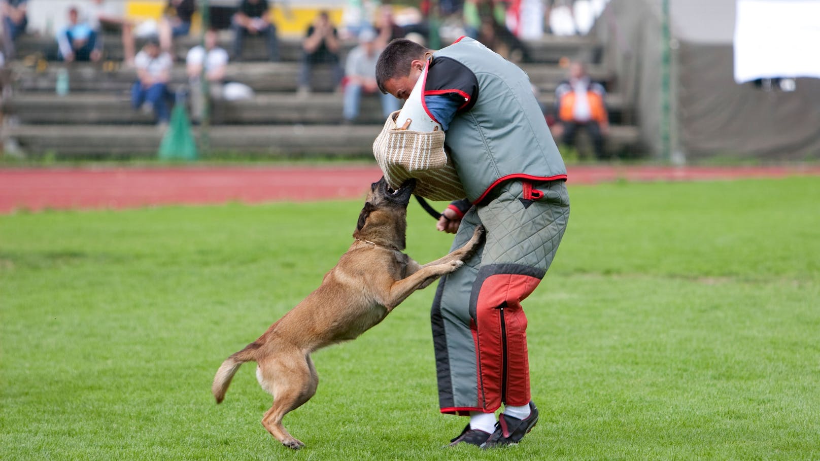 Ein "Hundetrainer" aus der Steiermark soll seine Tiere jahrelang gequält haben. (Symbolfoto)