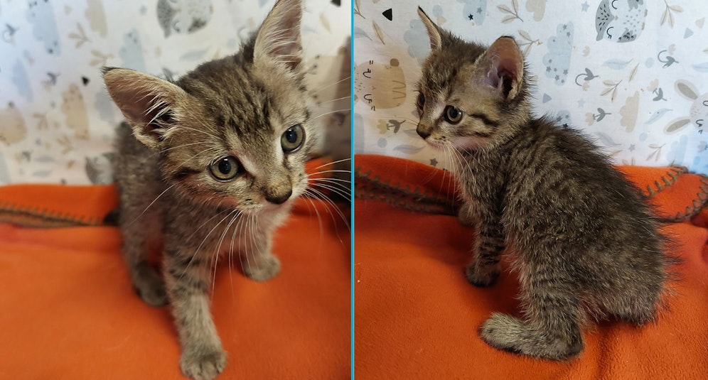 Dieses kleine Katerchen dürfte jetzt einmal genug vom Auto fahren haben.