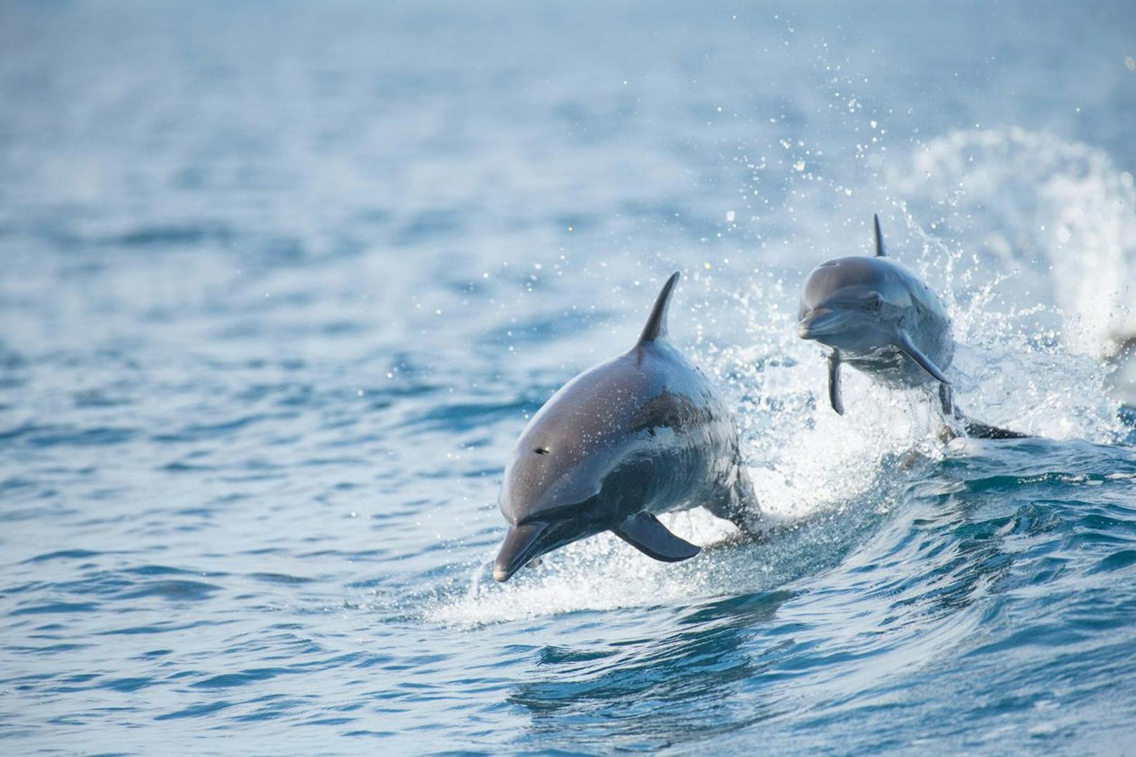 In Kroatien wurden an mehreren Orten Delfine mit ungewöhnlichen Verhaltensweisen entdeckt. (Symbolbild)