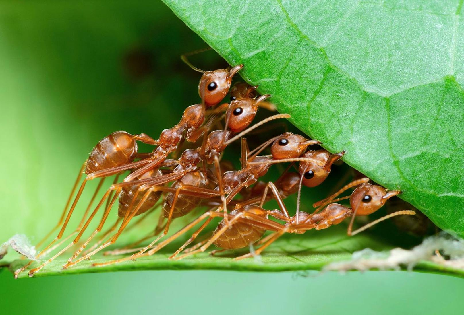 "Besonders konzentrieren wir uns auf den bemerkenswerten Selbstheilungsprozess von Ameisen und die unbestreitbare Notwendigkeit artenreicher Wälder für unser Ökosystem", heißt es.