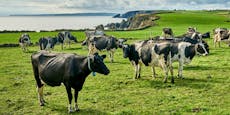 Hunderttausende Kühe sollen für das Klima sterben