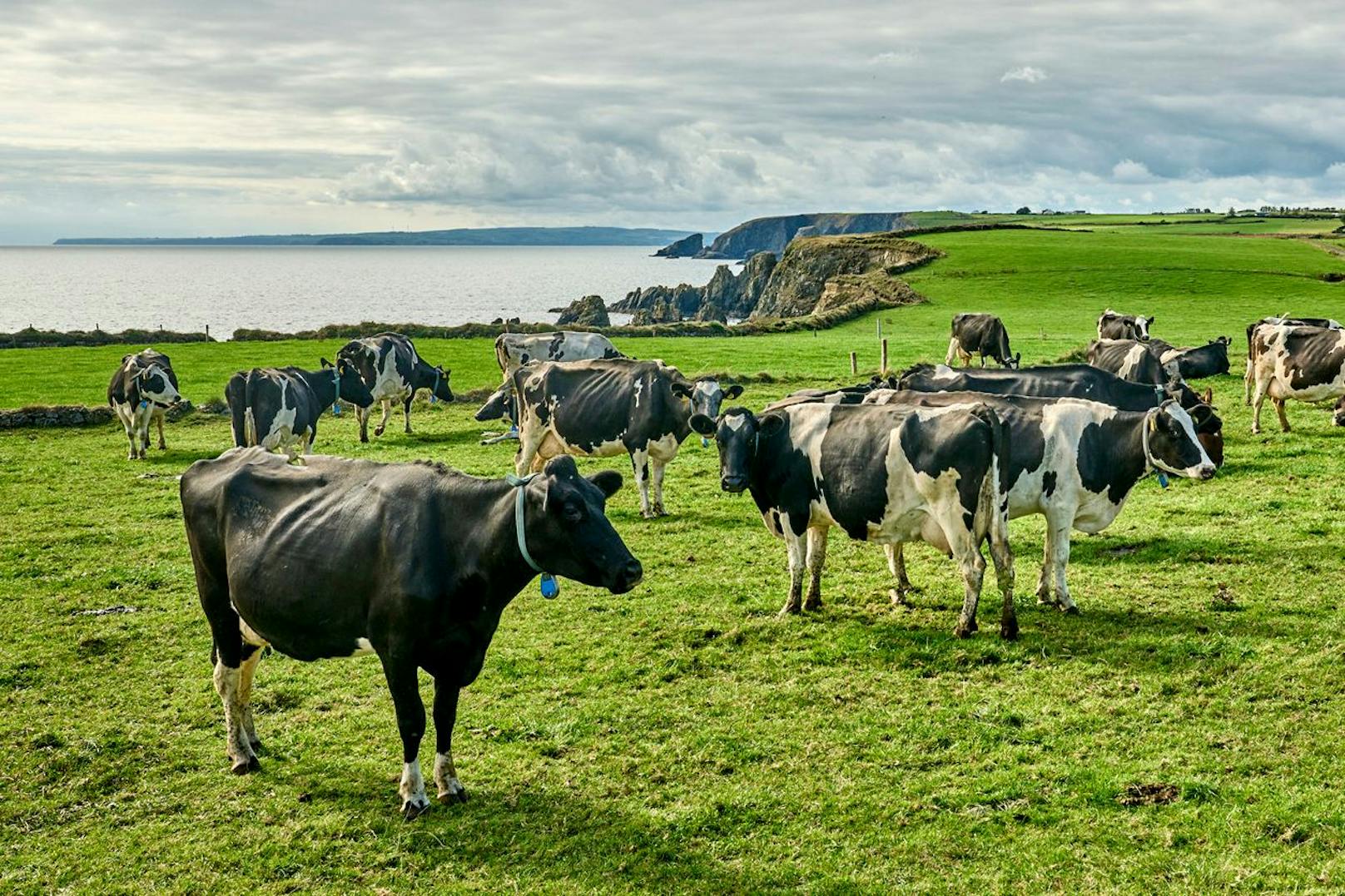 Hunderttausende Kühe sollen für das Klima sterben
