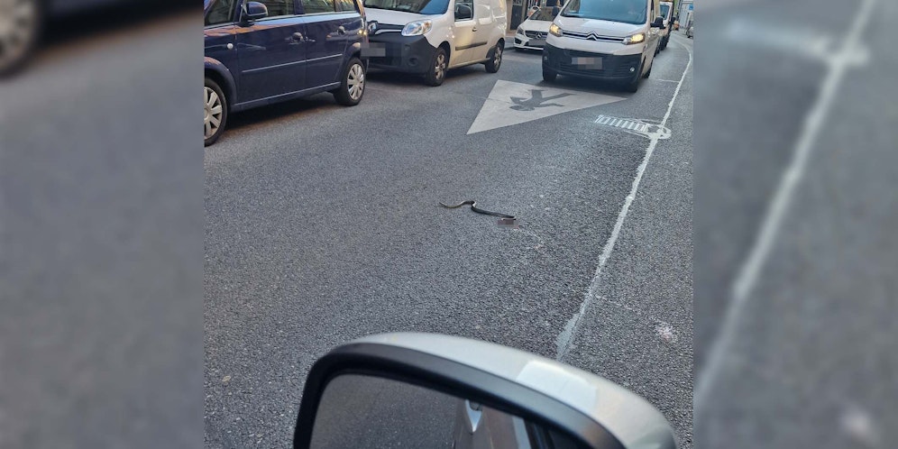 Ein Wiener erschrak, als er eine Schlange in der Gentzgasse entdeckte.<a href=