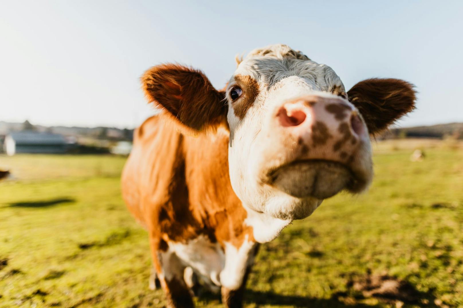 In Irland überlegt man bis 2025 tausende Kühe zu töten um das Klimaziel zu erreichen.