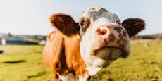 Verhindern wirklich Kühe das Klimaziel?