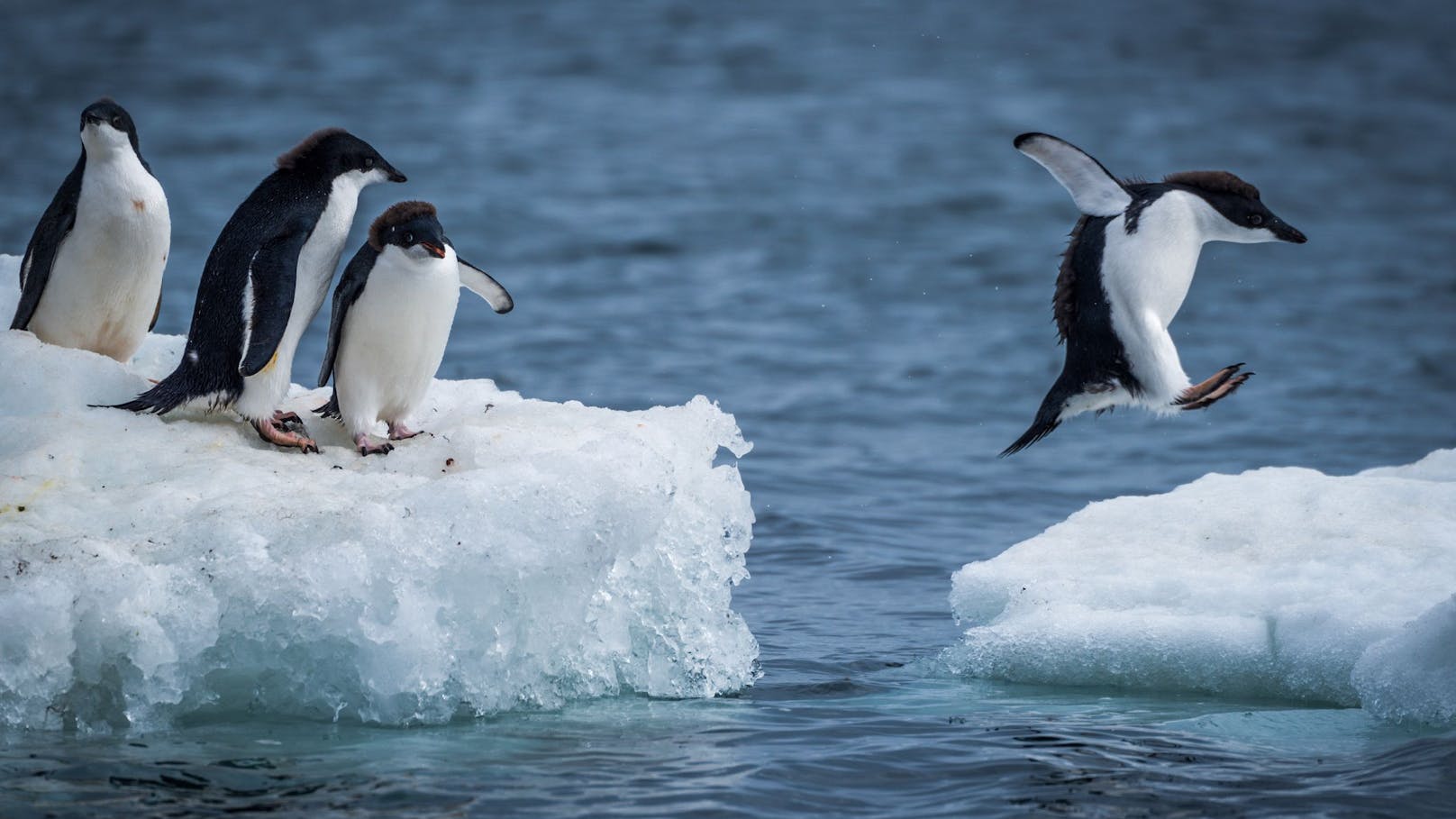 6 Tipps: Mit dem Pinguin-Gang sicher auf Glatteis gehen
