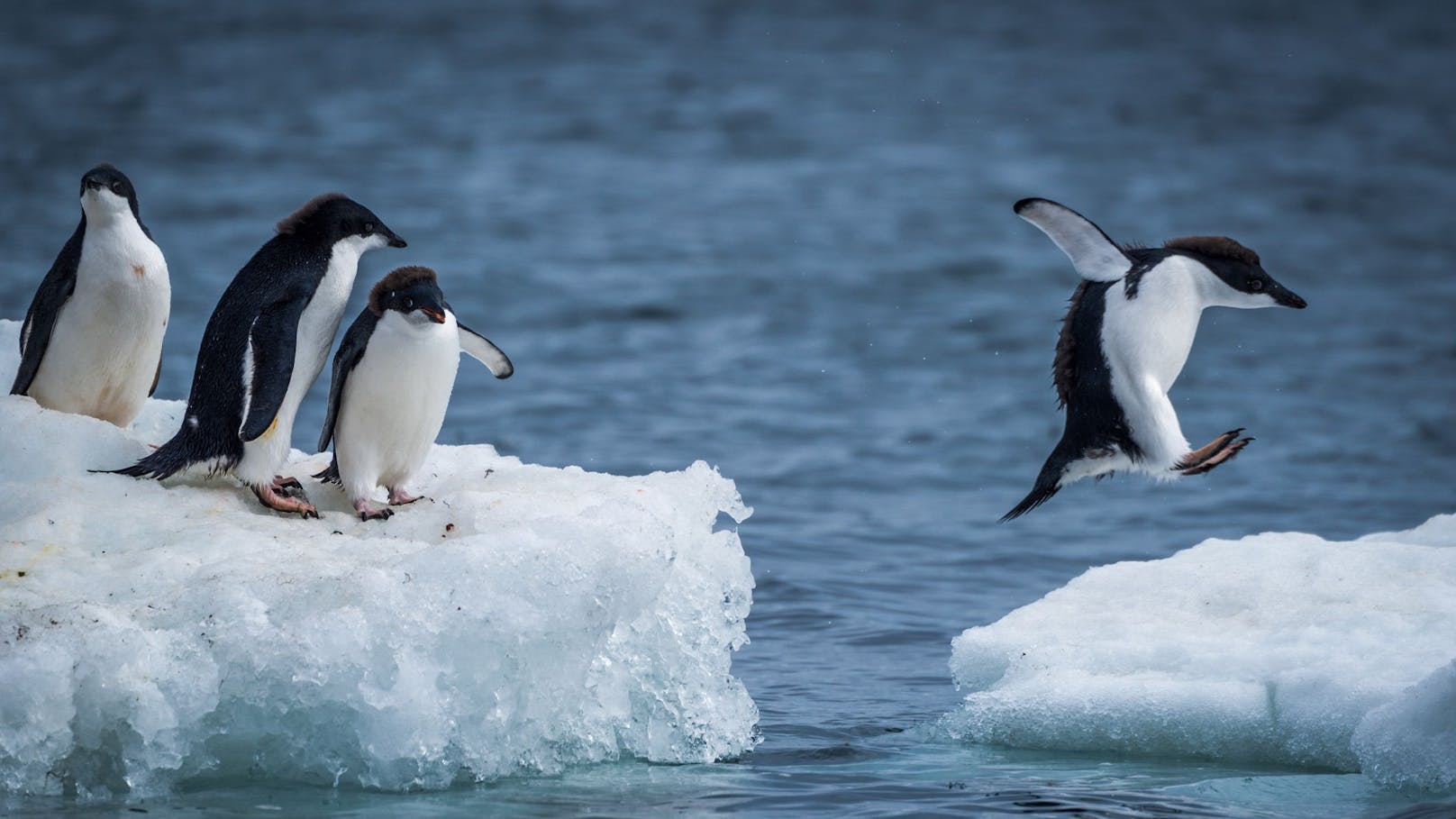 Gewusst? Wenn Pinguine pupsen wird rundherum gelacht – Wildtiere