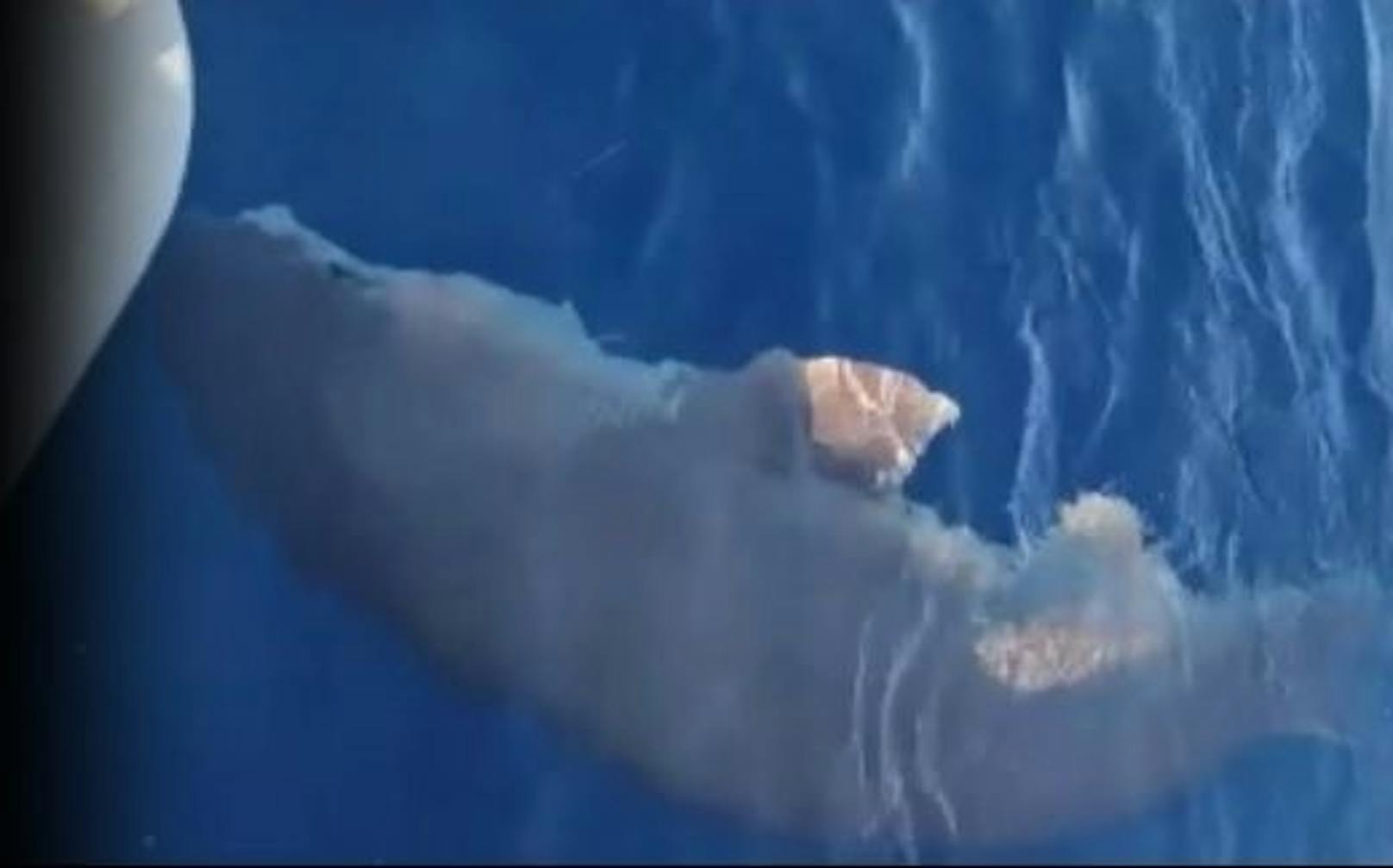 Vor Mallorca wurde am Samstag ein drei Meter langer Grauhai gesichtet.