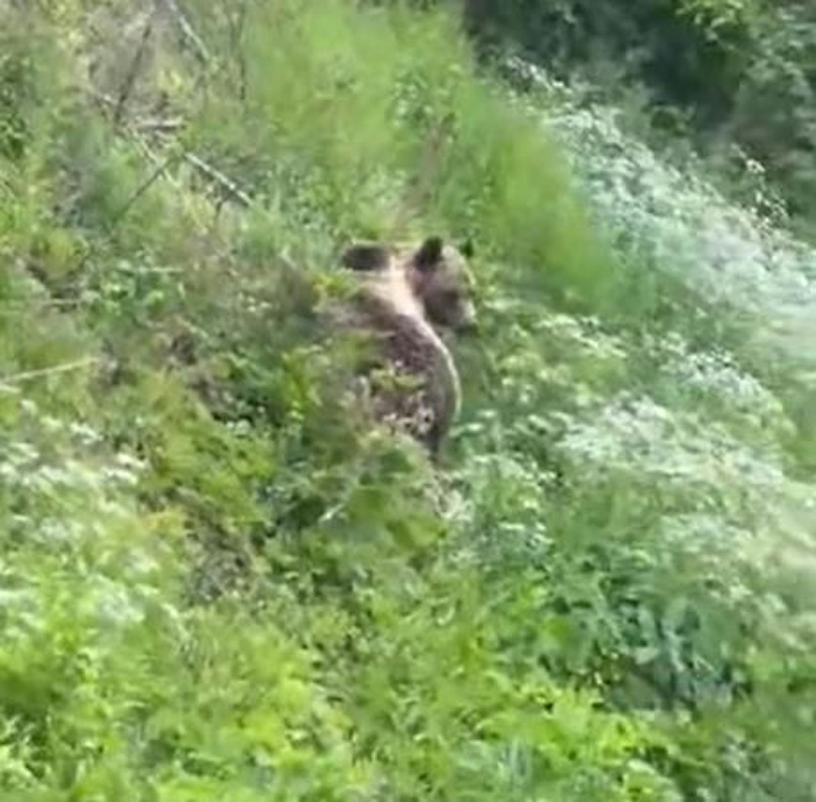 Ein Video soll einen Bären in den Wäldern von NÖ zeigen.