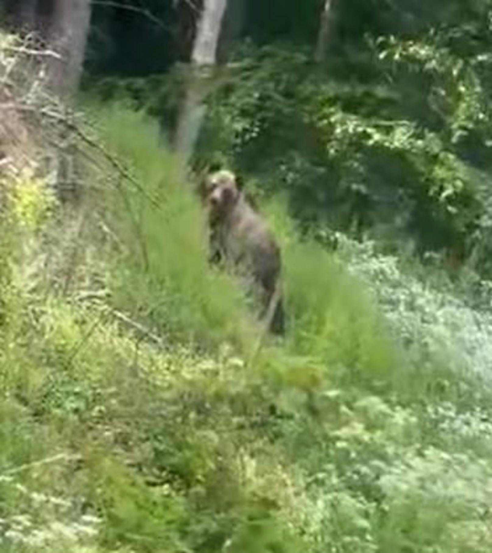 Der Bär soll im Grenzgebiet von Neunkirchen und Wr. Neustadt-Land gesichtet worden sein. Das Video ist aber nicht in NÖ gemacht.