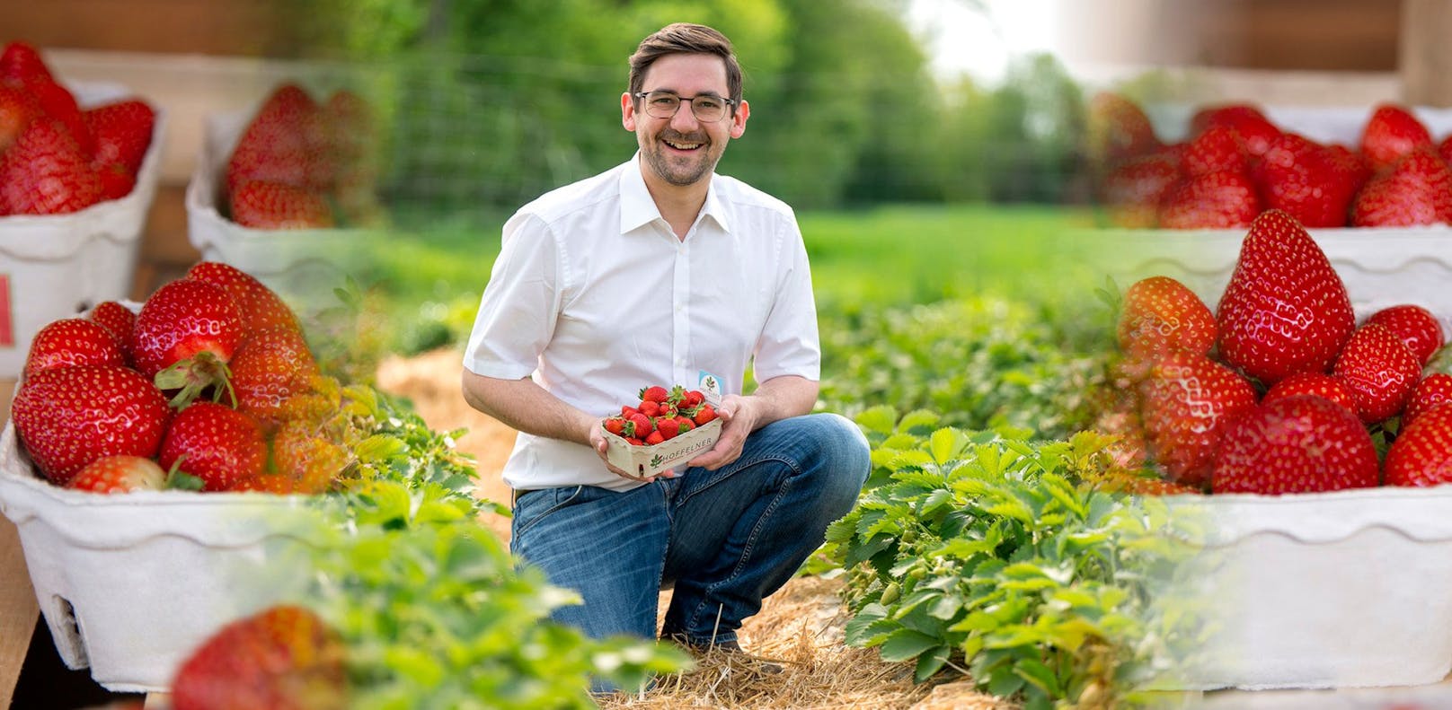 Derzeit bekommt man bei Hoffelner ein Kilo Erdbeeren um 4,40 Euro, wenn man sie selbst pflückt. Im Bild: Geschäftsführer Andreas Hoffelner.