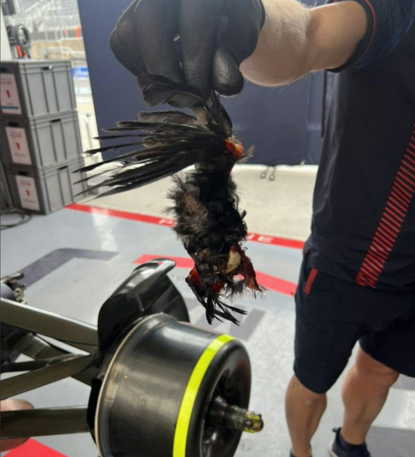Der Red-Bull-Mechaniker hält den toten Vogel in die Kamera.