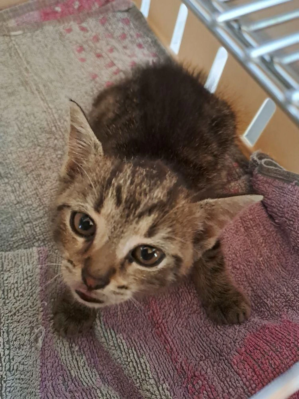 Babykatze 