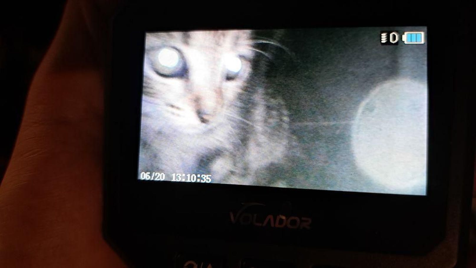 Mittels Endoskopkamera wurde Katze gesichtet