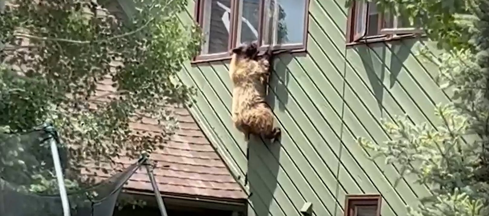 Nach Einbruch – Bär baumelt aus Fenster im ersten Stock