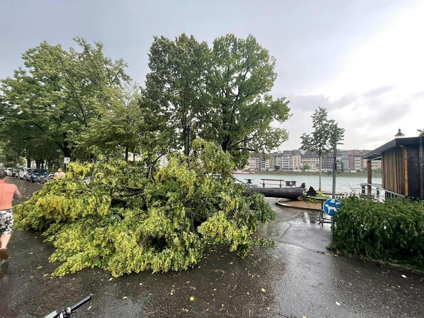 In Basel am Rhein gibt es massig Sturmschäden.&nbsp; "Ich stand etwa 50 Meter entfernt, als der Baum sauber oberhalb der Wurzel umknickte", so ein Augenzeuge.