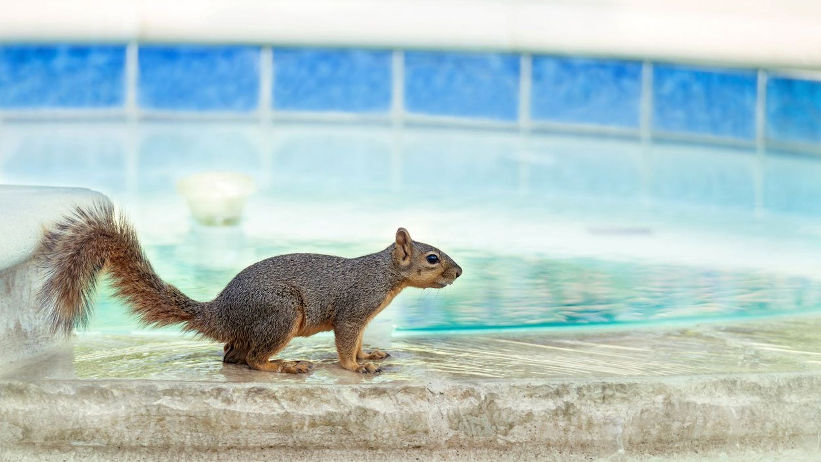 Schwimmbecken oder auch nur Regentonnen können zur tödlichen Gefahr für Wildtiere werden.