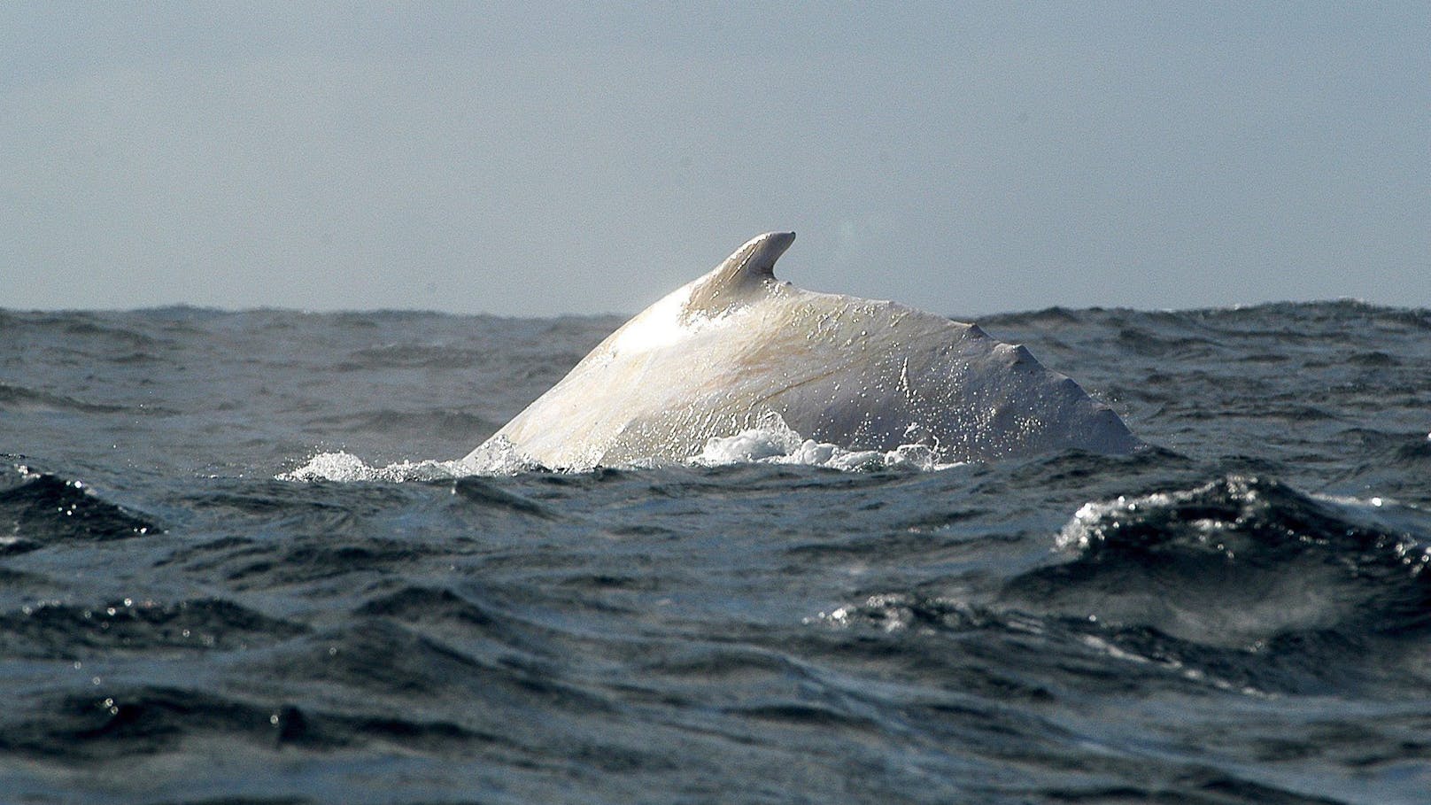 Wurde der berühmte, weiße Wal "Migaloo" nach drei Jahren tatsächlich gefilmt?