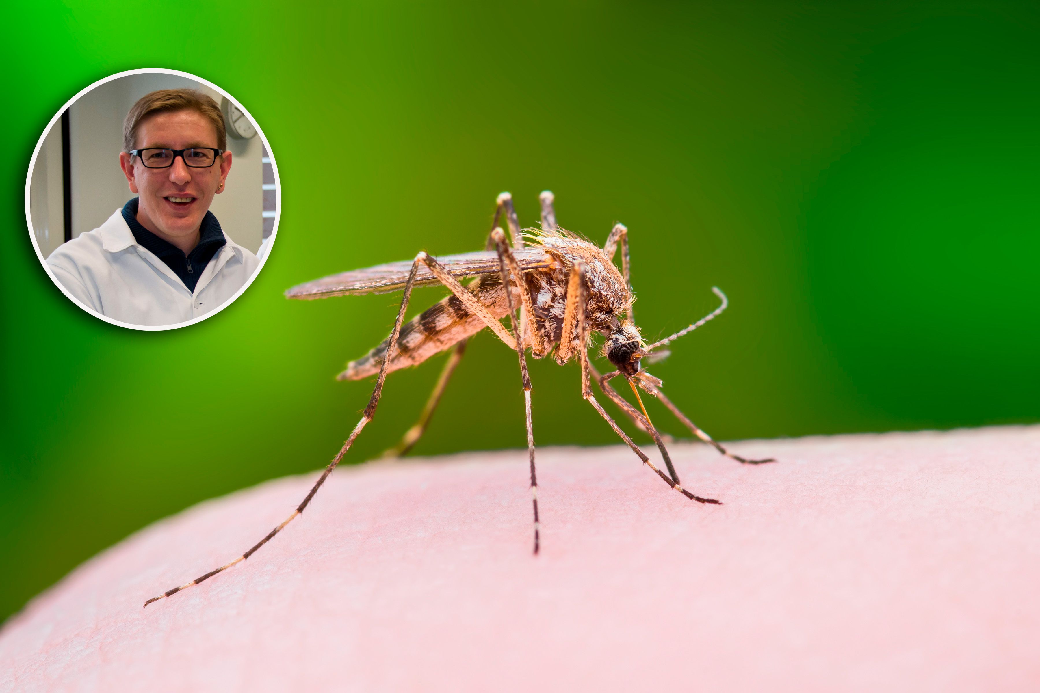 Parasitologe Hans-Peter Führer warnt: "Derzeit gibt es Übersc