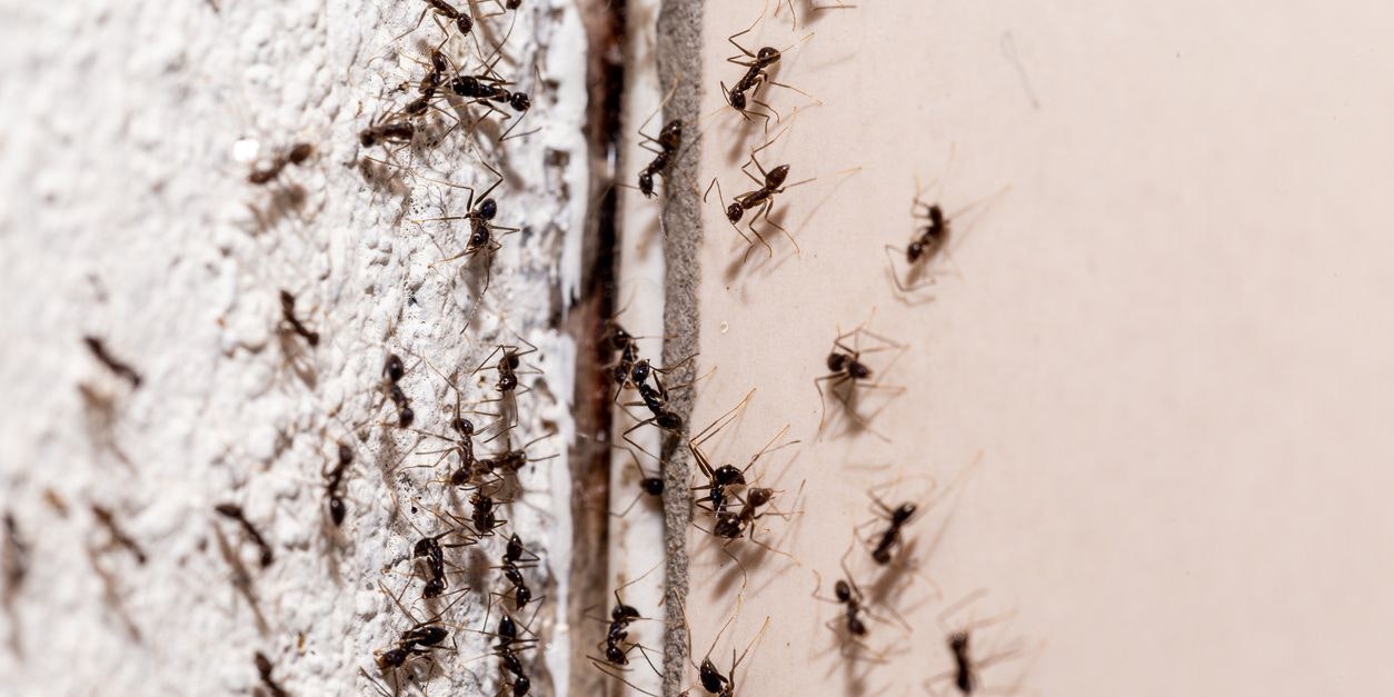 Statt zu Haus- oder Insektenmitteln griff der Niederländer zum "Flammenwerfer".