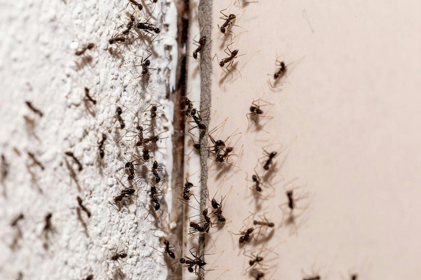 Bunsenbrenner gegen Ameisen – Hausfassade abgefackelt