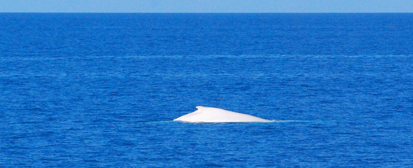Die Regierung von Queensland (Australien) stellte den Wal unter besonderen Schutz, um ihn vor zuviel Publicity zu schützen.