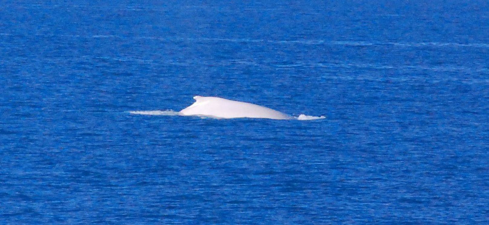 Bei "Migaloo" handelt es sich um eine sehr seltenen, weißen Buckelwal.