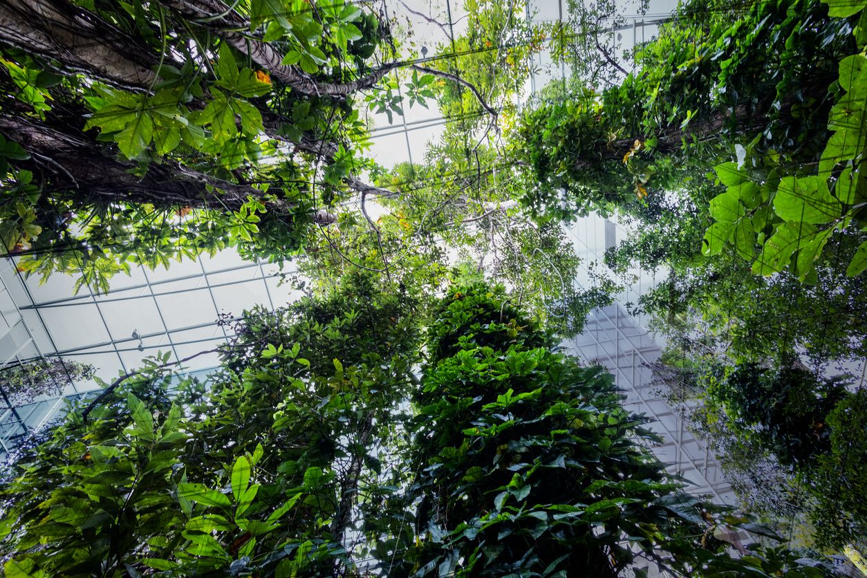 Wenn Schlingen- und Kletterpflanzen von den Dächern zum Boden wachsen, bilden sie im Laufe der Zeit einen natürlichen Schutz gegen die Sommerhitze. (Symbolbild)