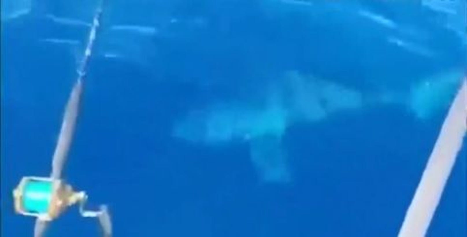 Ein drei Meter langer Hai sorgt vor der italienischen Küste für Aufsehen.