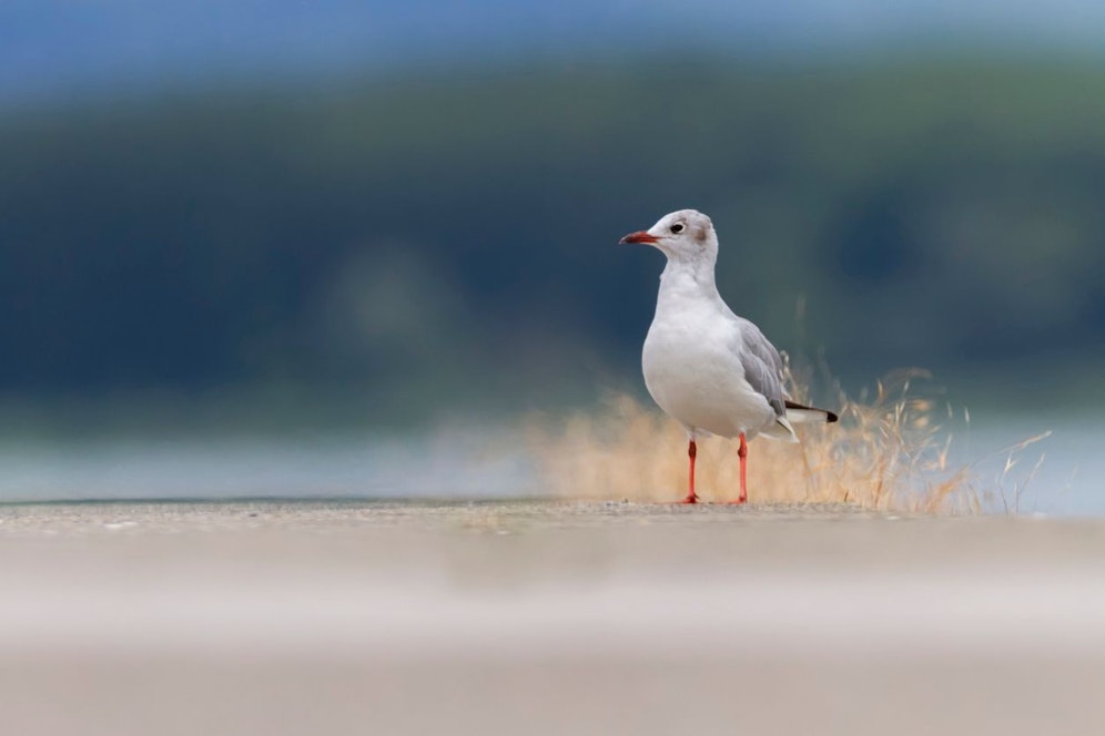 Der 40-Jährige soll der Möwe unnötiges Leid zugefügt haben. (Symbolbild)