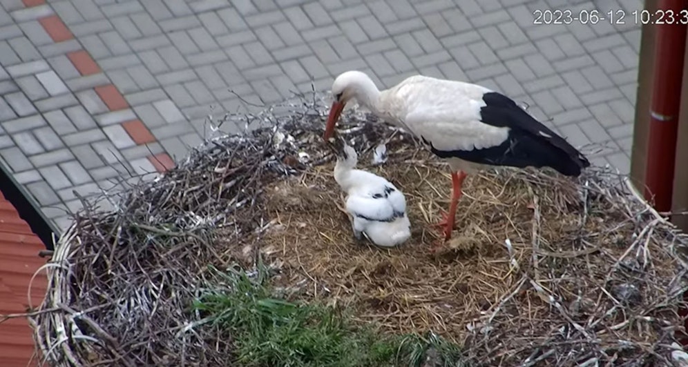 Ornithologen wissen noch nicht recht, warum sich in Tschechien zwei Damen um den Nachwuchs kümmern.