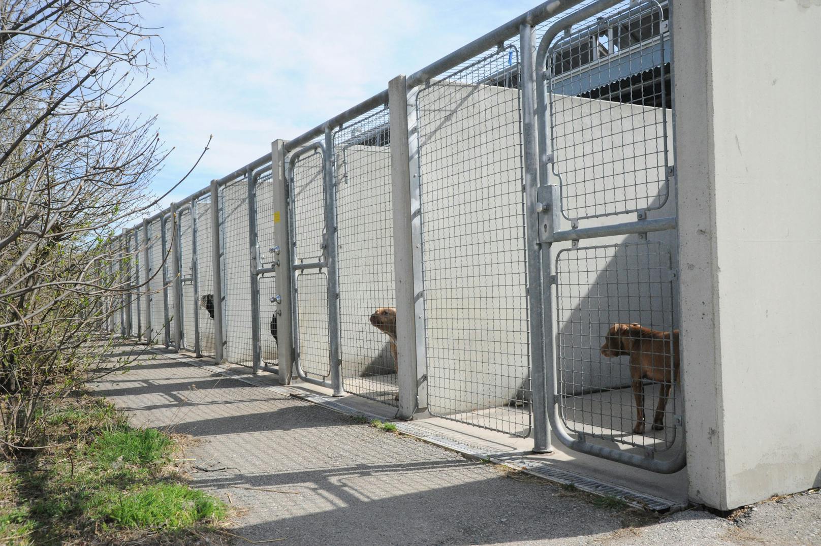 Österreichs größtes Tierheim muss das Doppelte bezahlen