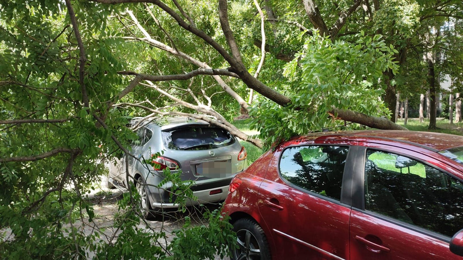 Mehrere Bäume stürzten um und beschädigten geparkte Fahrzeuge.