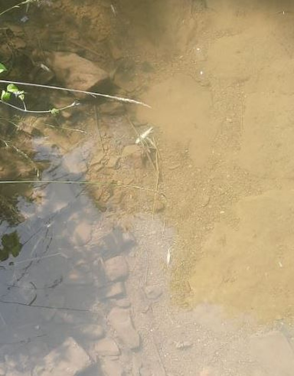 Zahlreiche Fische wurden tot aus dem Bach gefischt.