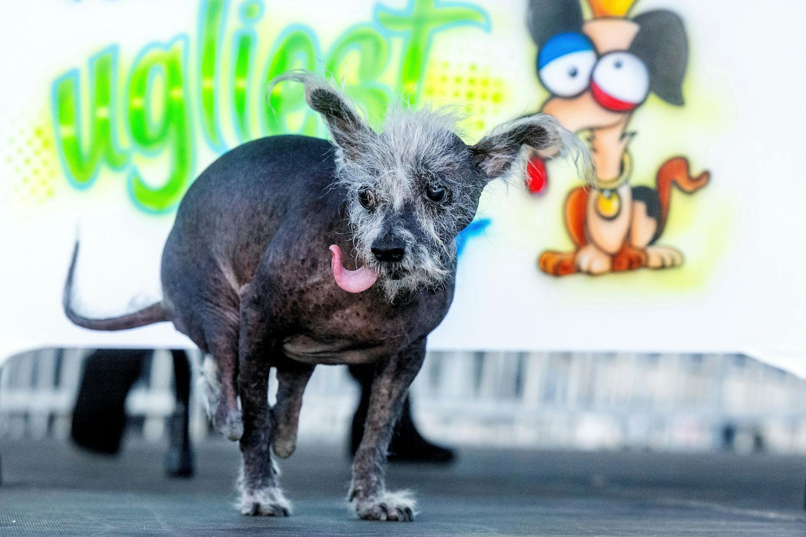 Doch darum geht es eigentlich nicht: Ziel des Wettbewerbs ist es, auch weniger attraktive Hunde zur Adoption zu vermitteln.