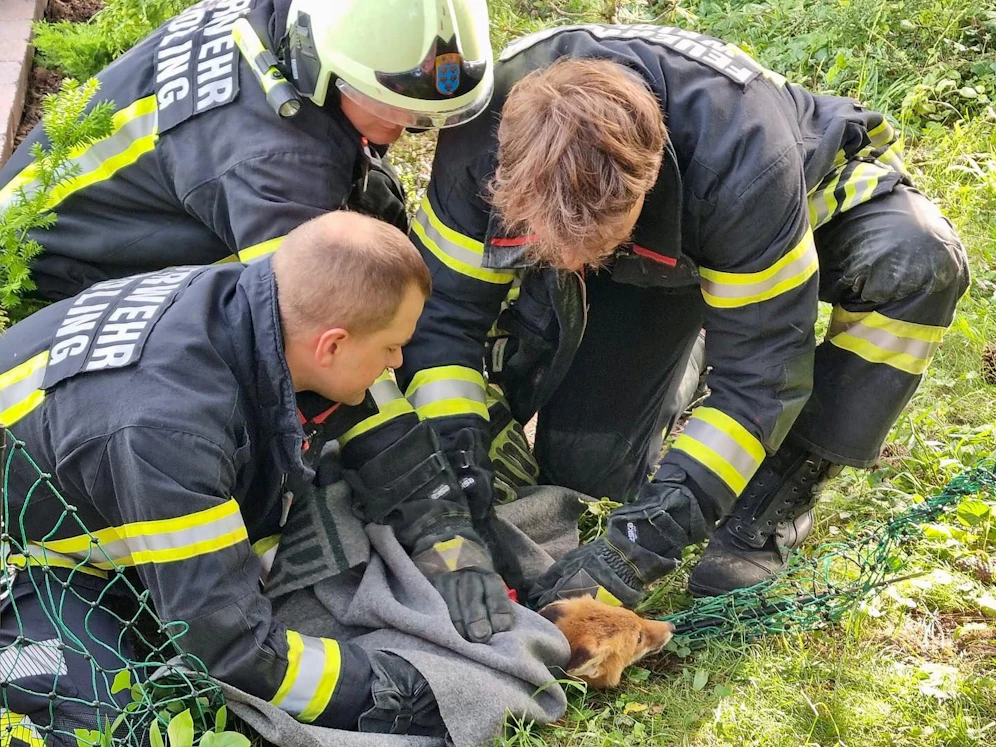 Die Feuerwehrmitglieder aus Weidling hielten die Tiere vorsichtig fest, um sie mit einem Seitenschneider aus dem Zaun befreien zu können.