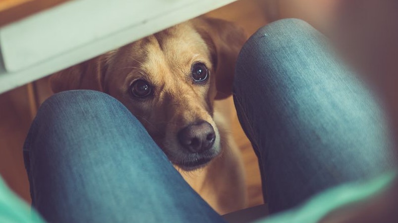 Dog under the table waiting for food