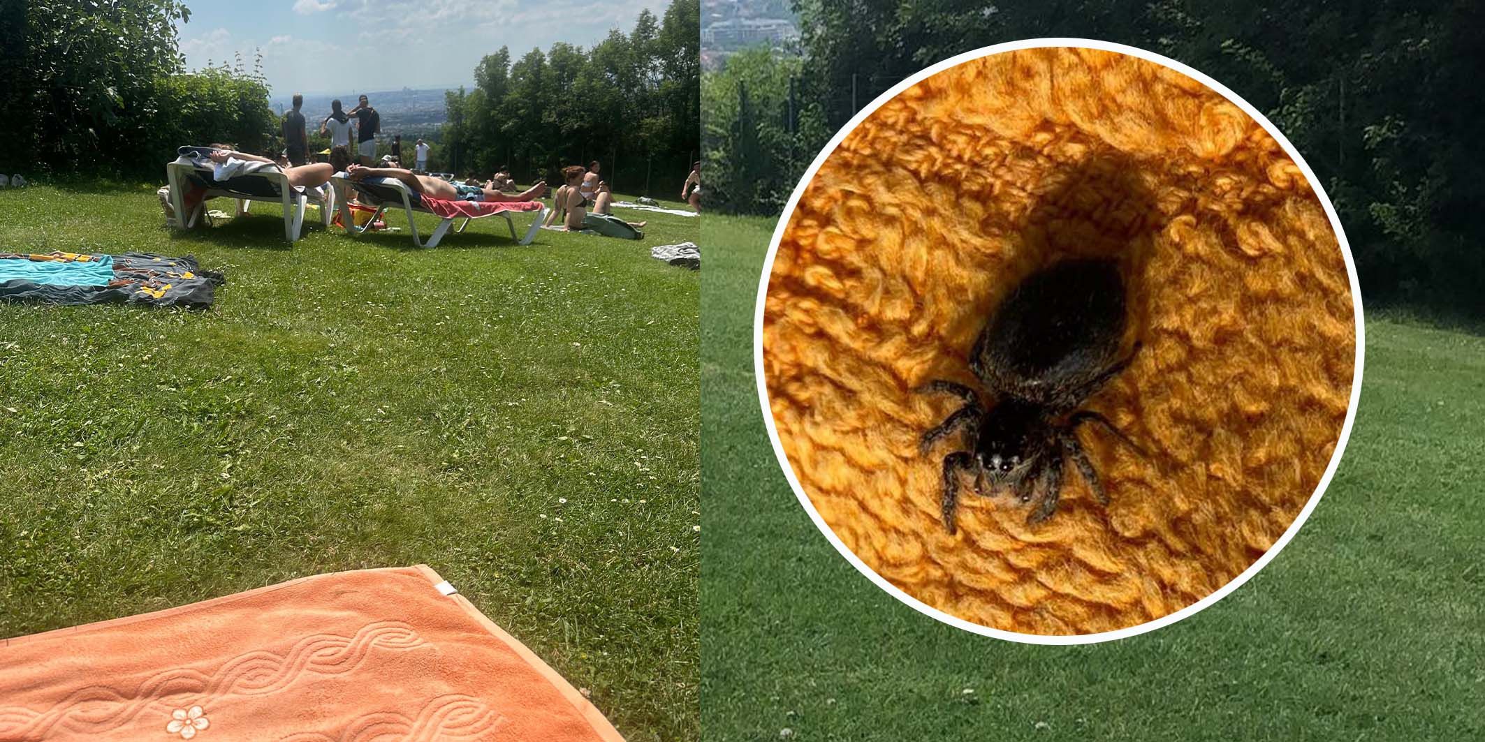 Eine Spinne sorgte am Sonntag im Krapfenwaldlbad für großes Aufsehen.