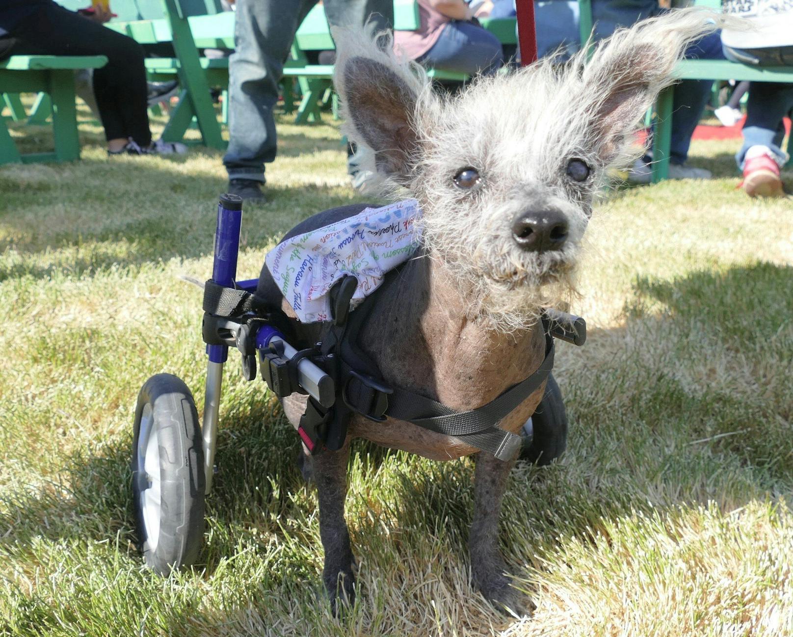 ... Mit dem Wissen, dass jeder einzelne dieser Hunde prachtvoll ist."