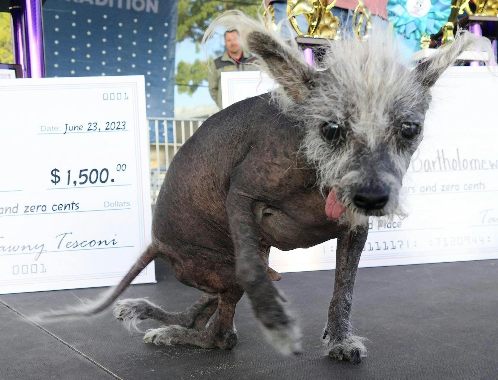 "Scooter wurde mit nach hinten gebogenen Beinen geboren. Er ist ein ganz außergewöhnlicher Hund, ...&nbsp;