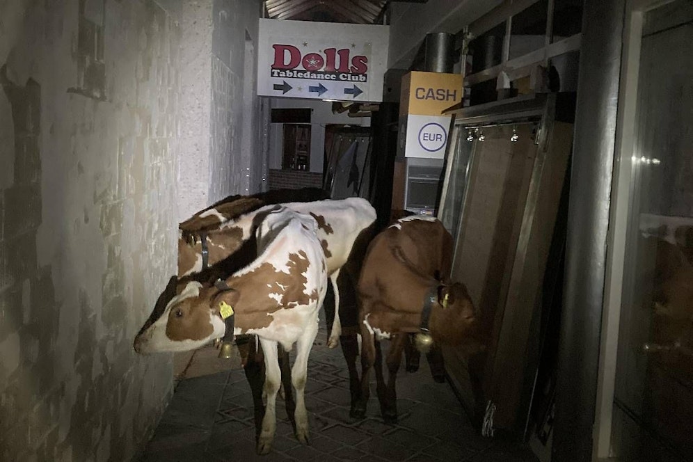 Polizeieinsatz: Kälber vor Tanzlokal in Obertauern gestrandet…