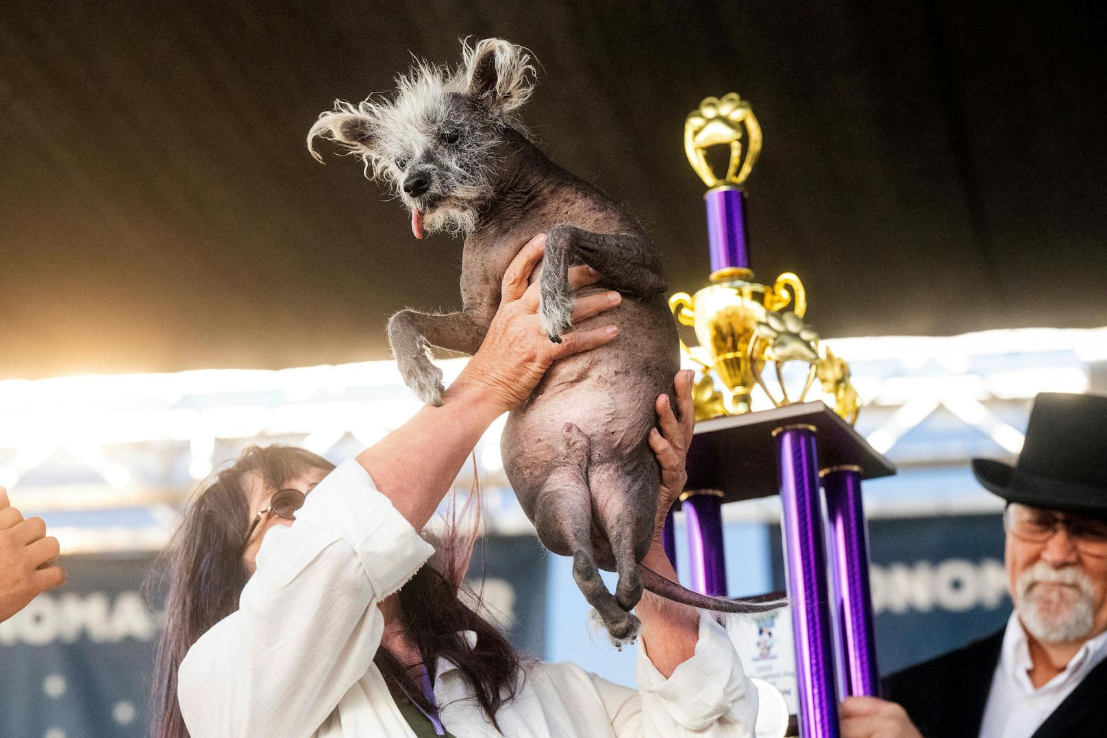 "Scooter" ist offiziell der hässlichste Hund der Welt