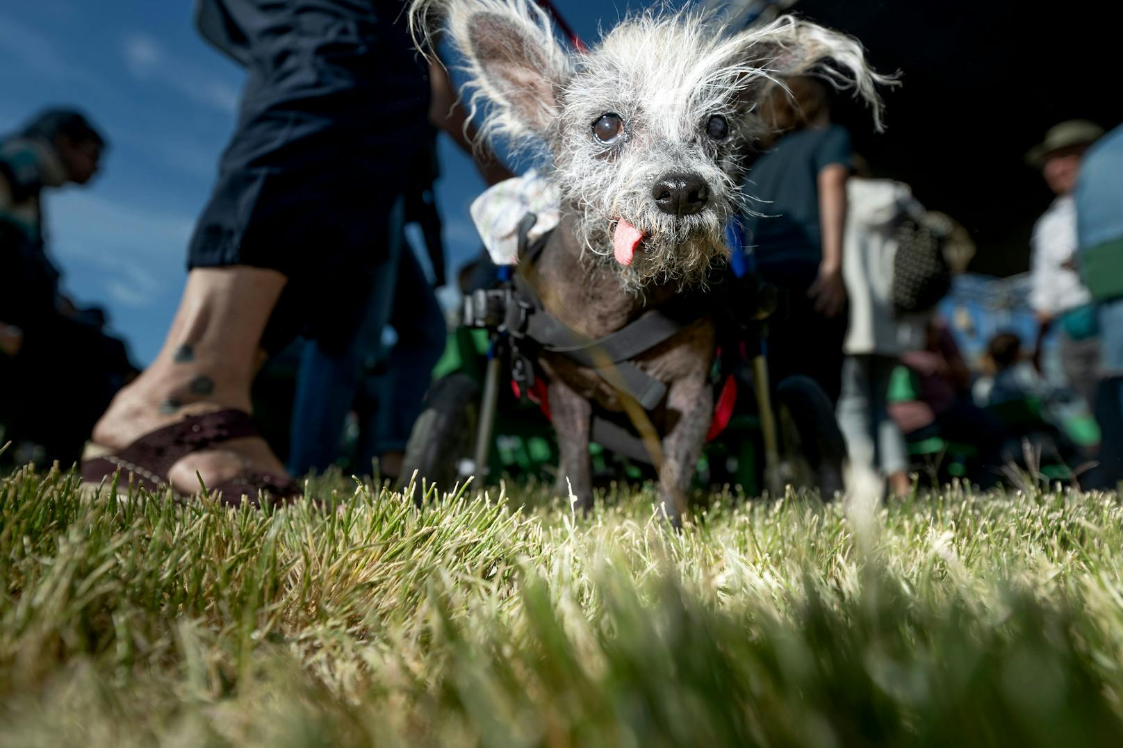 "Jeder Hund, auch wenn es nicht der schönste Hund der Welt sein sollte, ist schön", schwärmt Scooters Besitzerin.