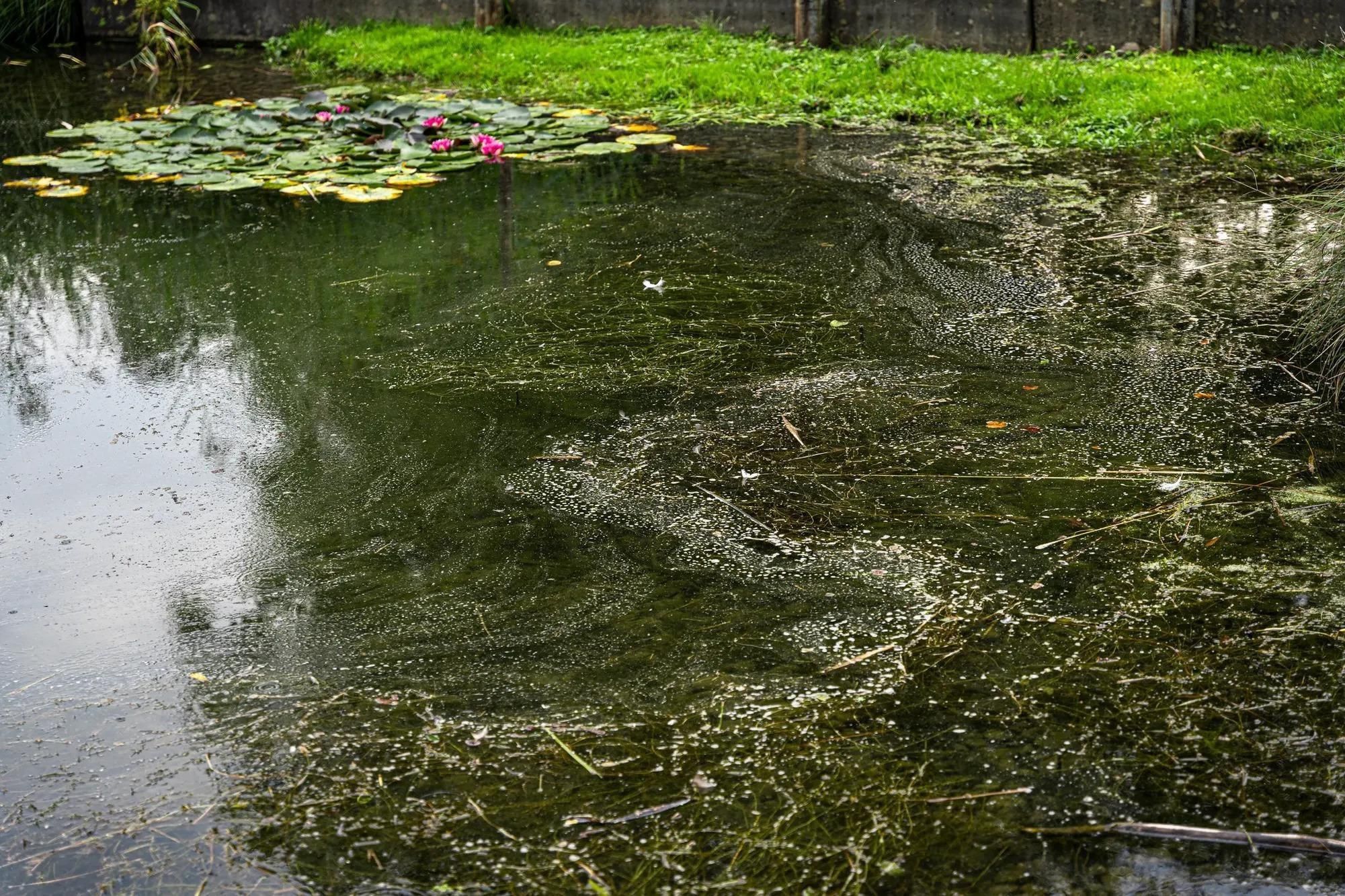In den warmen Monaten vermehren sich die Blaualgen in den Gewässern stark – und stellen eine Gefahr für Mensch und Tier dar.