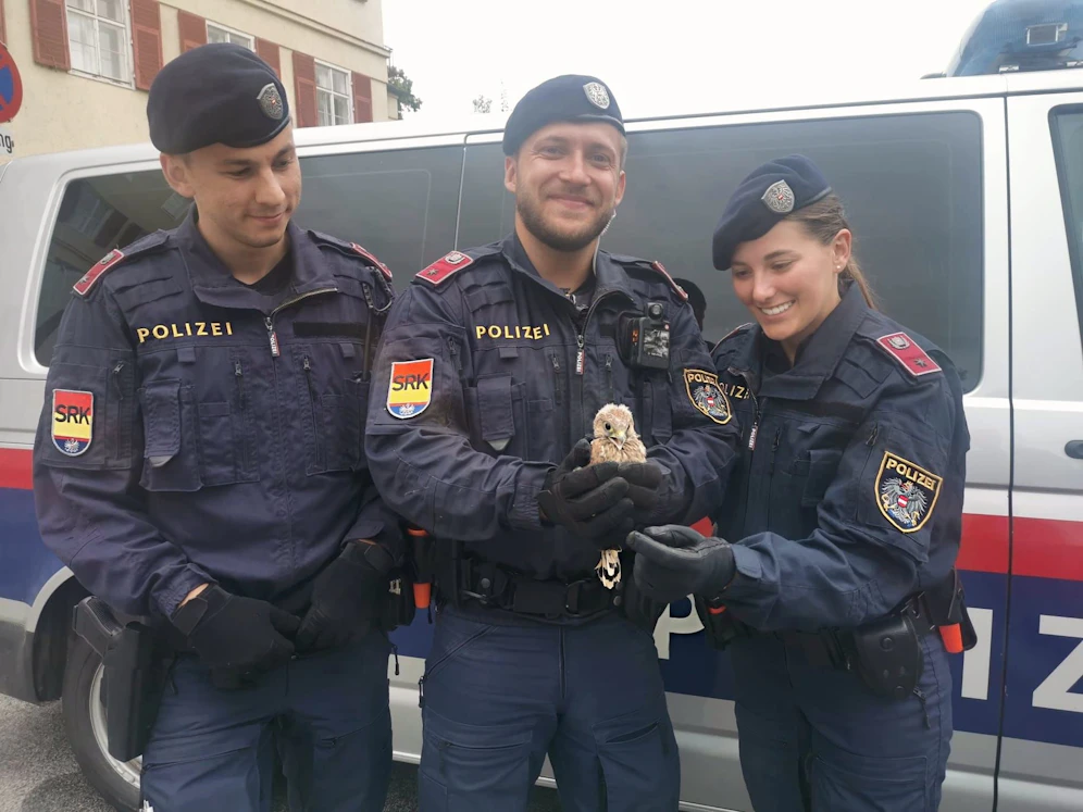 Der flugunfähige Jungvogel wurde von den Beamten gerettet.