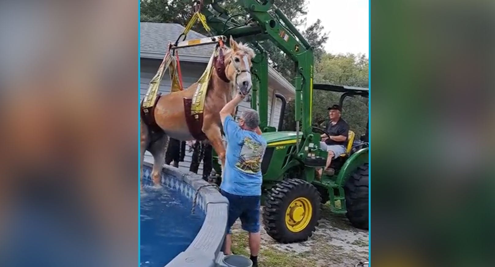 Er suchte sich im Pool in Tampa, Florida (USA) Abkühlung.